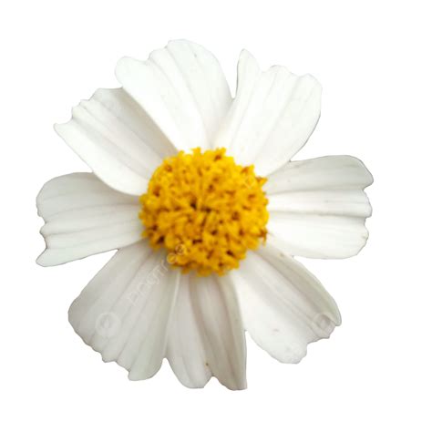 白い草の花イラスト画像とPSDフリー素材透過の無料ダウンロード - Pngtree