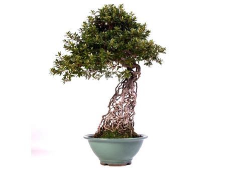 Care guide for the Azalea Bonsai tree (Rhododendron) - Bonsai Empire