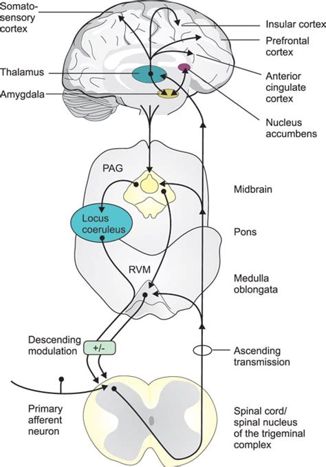 descending-pain-pathway-1 - Arizona Chiropractic Neurology