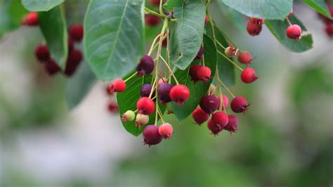 Wallpaper shadbush, berries, leaves, blur hd, picture, image