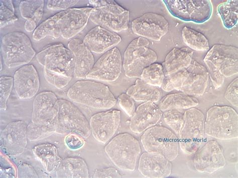 Microscope World Blog: Cheek Cells under Phase Contrast Microscope