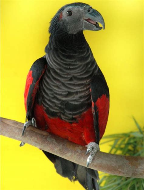 Pesquet’s Parrot (Psittrichas fulgidus) | Gold Crest Aviary, Inc.;