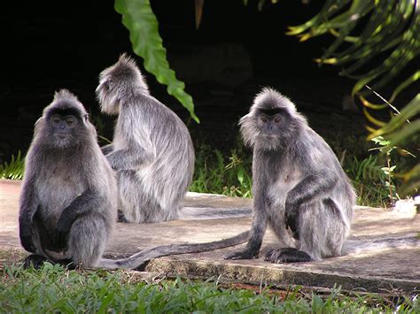 three monkeys are sitting on the ground in front of some trees and grass, one is looking at ...