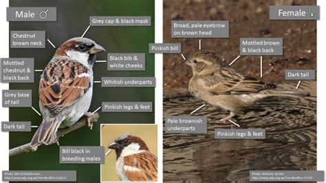 House Sparrow (Passer domesticus) | BDI