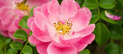 Rosa canina in preventing UTI – Naturopathic Doctor News and Review