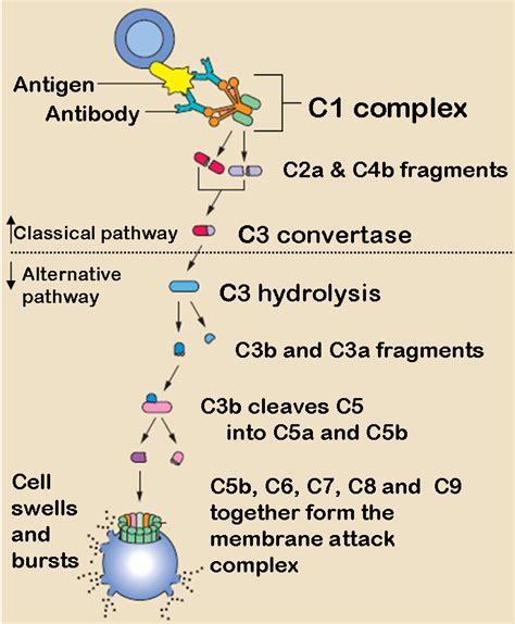 Classical complement pathway - wikidoc