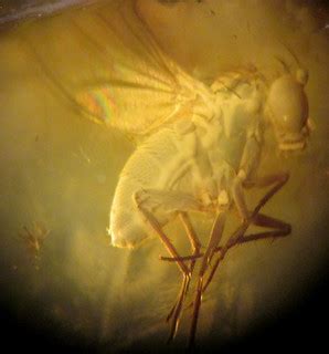 Fly in amber (Amber Formation, Middle Eocene; Yantarnyi, S… | Flickr