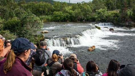 The Bears Never Give Salmon a Break At Brooks Falls (Night Fishing)