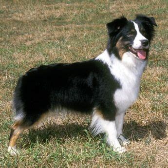 border collie mini aussie mix | Mini Australian Shepherd Border Collie ...