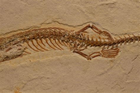 Scientists Discover Four-Legged Snake Fossil