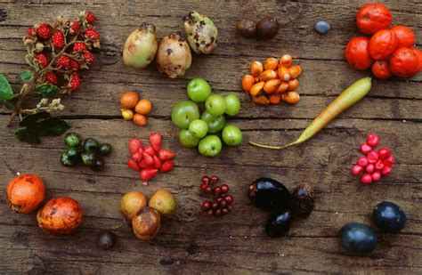 Indigenous inspiration for the garden — PlantingSeeds