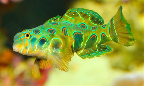 The Mandarin Goby: An Overview | Captive Bred Fish | AlgaeBarn