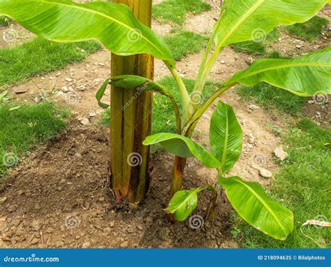 Banana Pups, Suckers or Offshoots Closeup View Stock Image - Image of botany, colours: 218094635