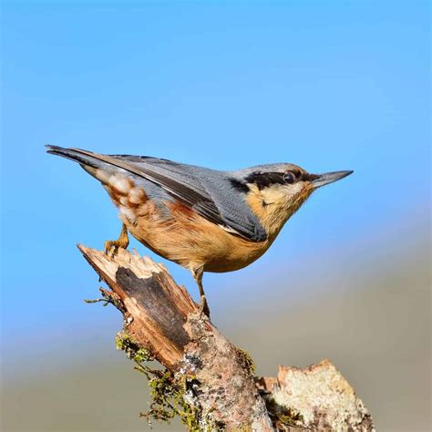 All about the Nuthatch - GardenBird