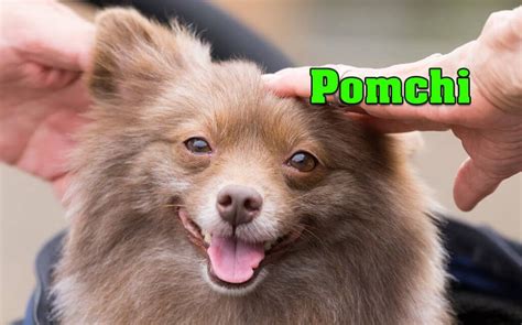 Pomchi ( Pomeranian-Chihuahua mix ) appearance, characteristics & Price