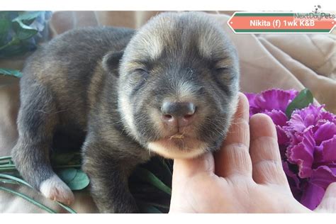 Nikita: Wolf Hybrid puppy for sale near Inland Empire, California. | c4990b83-36b1