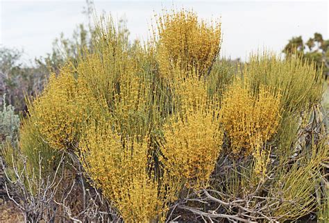 Camissonia's CA Native Plant Life List: Ephedra viridis (Green Ephedra ...