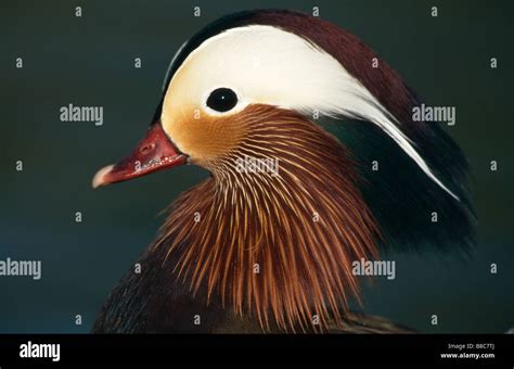 MANDARIN DUCK male Stock Photo - Alamy