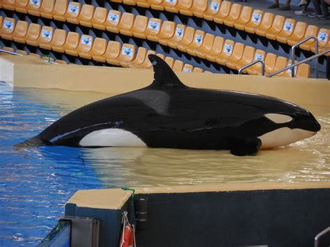 Teenage captive orca dies at facility in Tenerife - Whale and Dolphin Conservation