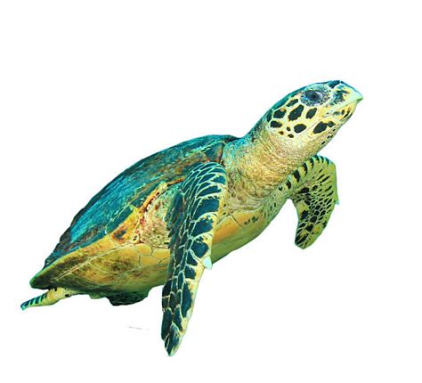 Sea Turtle Pictures, Images and Stock Photos - iStock