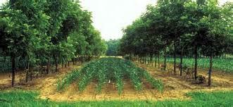 AGROFORESTRY- FEATURE,TYPES & BENEFITS - Agriculture Wale