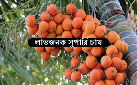 Betel Nut Cultivation: জেনে নিন সুপারি চাষের বিস্তারিত পদ্ধতি