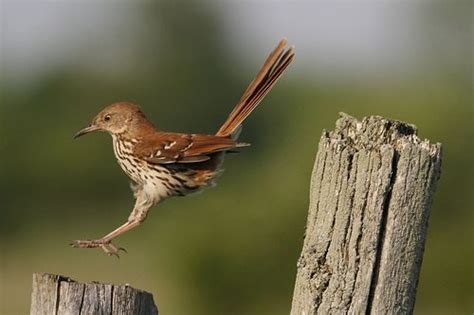 Brown Thrasher Facts | Anatomy, Diet, Habitat, Behavior - Animals Time