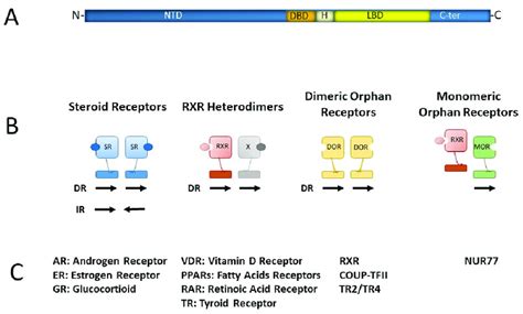 Nuclear receptors: (A) schematic structure of nuclear receptors. NTD:... | Download Scientific ...