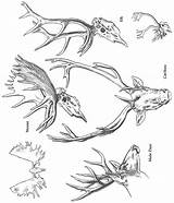 Mule Deer Skull Drawing At GetDrawings  Free Download sketch template