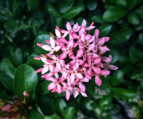 Pink ixora flowers - PixaHive