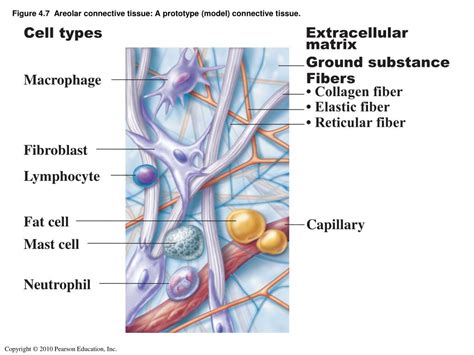 PPT - The following types of connective tissue are covered in this ...