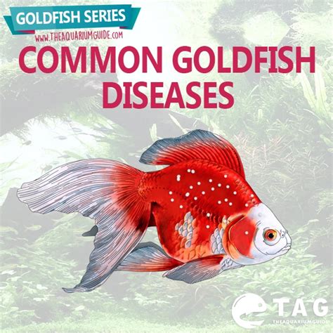 Goldfish Series - Common Goldfish Diseases - The Aquarium Guide