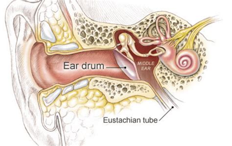 16 Natural Remedies to Unclog Your Ears Effectively