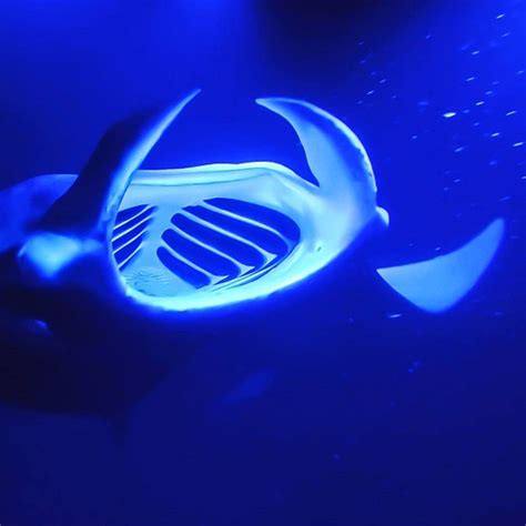 The Magnificant Manta Ray | Sea Paradise