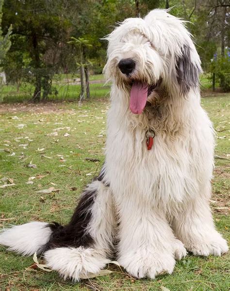 15 Shaggy Dog Breeds That Are Too Lovable for Words – PureWow