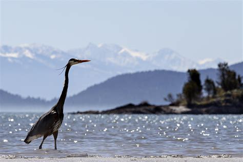 Flathead Lake’s North Shore - Flathead Beacon