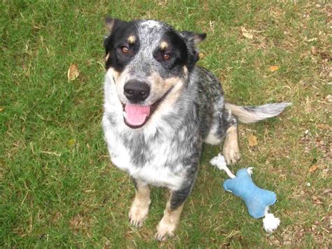 Blue Heeler Border Collie Mix | Crazy Smart Workaholics - wileypup.com | Pet