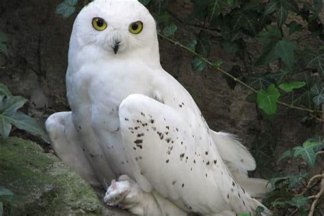 Snowy Owl (Bubo Scandiacus) | Incredible Facts | A-Z Animals