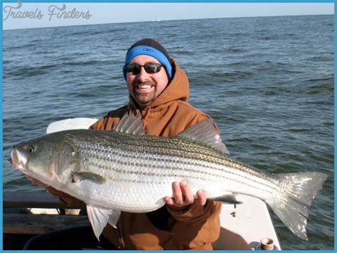 Striped Bass Fishing - TravelsFinders.Com