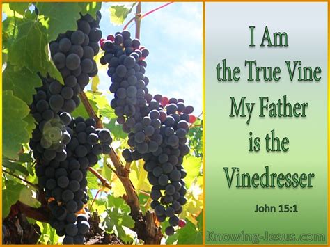 “I AM: The True Vine” 5/22/2023 Written by Beth Andrews for “Deeper ...