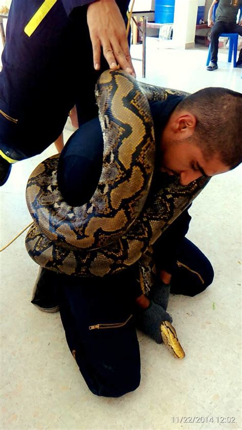 Jaw-dropping: So how does a snake eat a man? | Pursuit by The University of Melbourne