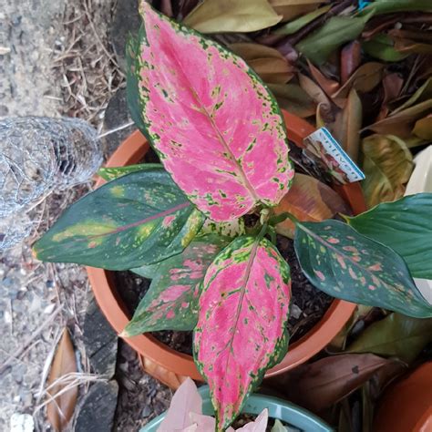 Aglaonema 'Pink Dalmatian ; syn. Aglaonema commutatum 'Pink Dalmatian', Chinese Evergreen 'Pink ...