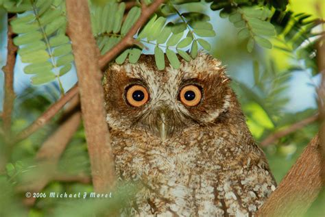 Picture of Puerto Rican Screech-Owl - AvesPR.org