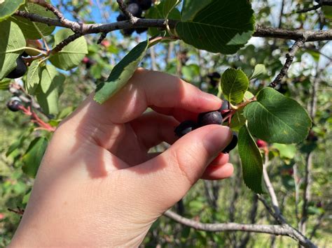 Saskatoon berry picking having a big year in Sask. | CBC News