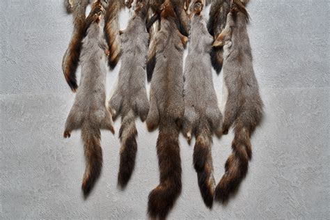 GRAY SQUIRREL LOT OF 10 TANNED FUR PELTS - GREY SQUIRREL SKINS, HIDES ...