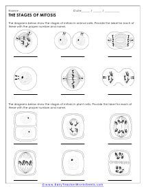 Mitosis and Meiosis Worksheets