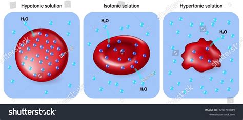 Osmotic Pressure: Over 120 Royalty-Free Licensable Stock Vectors & Vector Art | Shutterstock