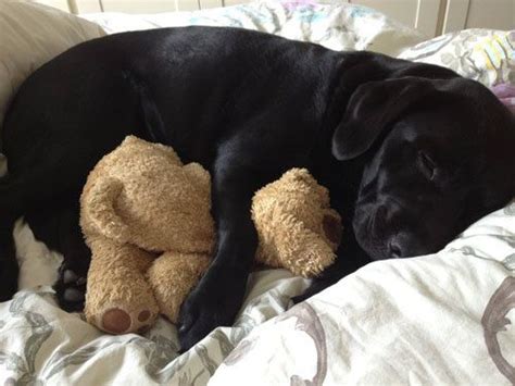 sleeping black lab | I ️ Labs!!!!! | Pinterest