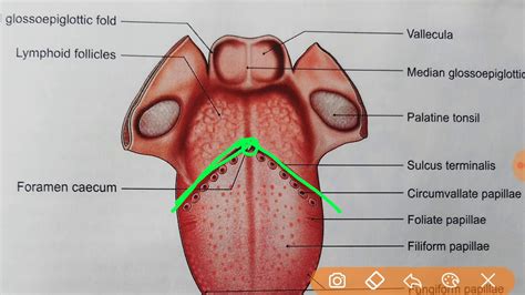 13+ Anatomy Tongue Diagram Pics