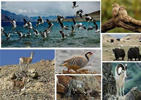 Wildlife in Leh Ladakh, Birds and Animals in Leh Ladakh